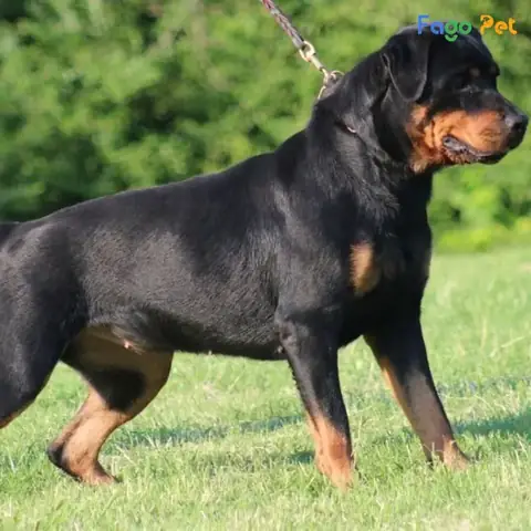 Cách Huấn Luyện Chó Dữ Thành Hiền