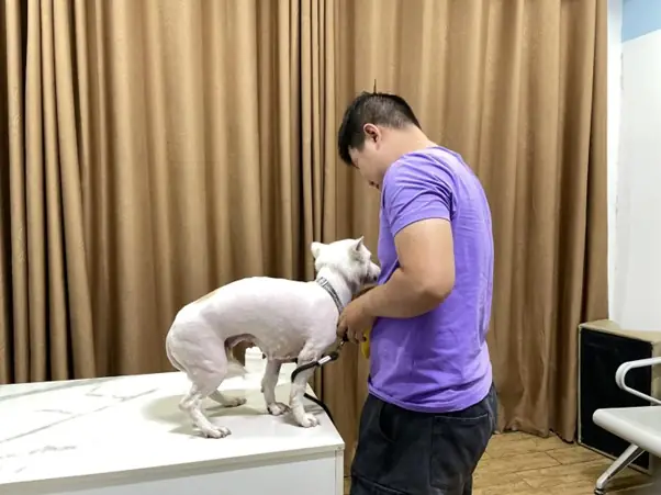 Cách Trị Táo Bón Cho Chó Bằng Phương Pháp Tự Nhiên