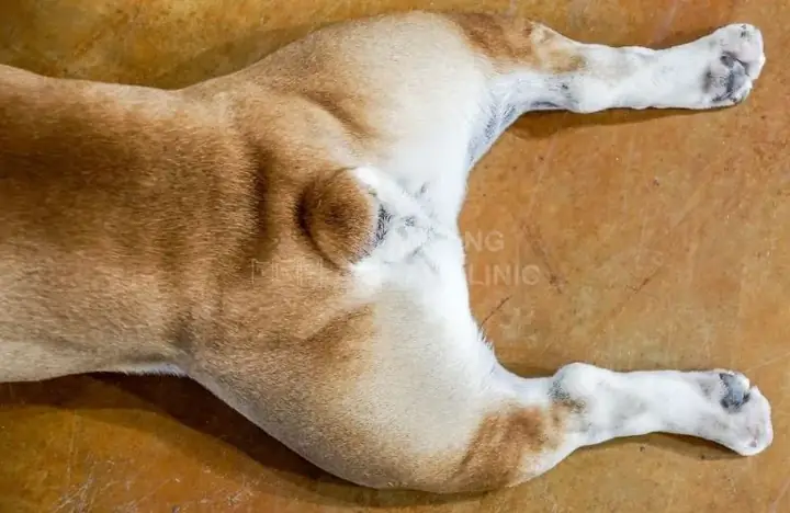 Cách Làm Sạch Tuyến Hậu Môn Cho Chó Tại Nhà Cách Làm Sạch Tuyến Hậu Môn Cho Chó Tại Nhà