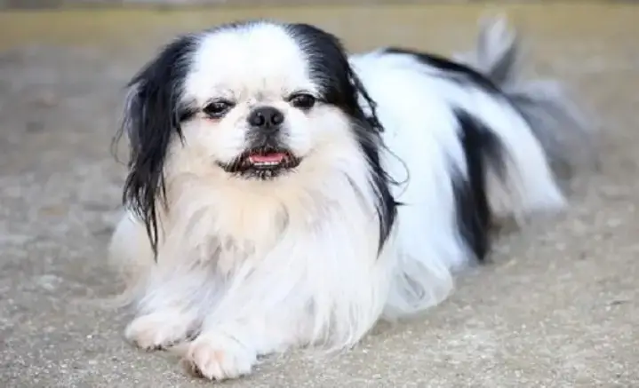 Có Nên Cắt Tỉa Lông Chó Bắc Kinh Không