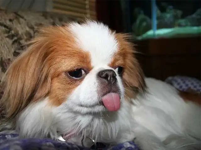 Một Số Lưu Ý Trong Cách Cắt Tỉa Lông Chó Nhật