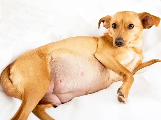 Chó Con Tách Mẹ Sớm