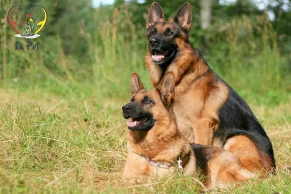 Phối Giống Chó Becgie Tại Iupet