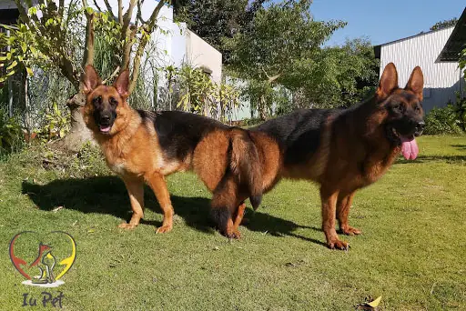 Phối Giống Chó Becgie Phối Giống Chó Becgie