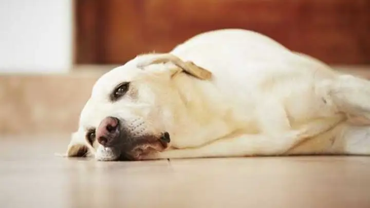 4bệnh Viêm Dạ Dày Ở Chó