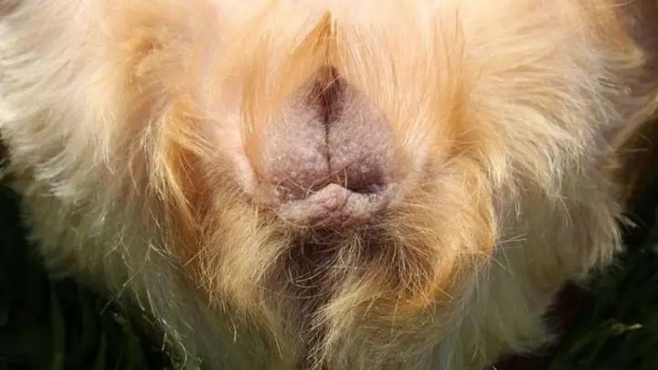 7bệnh Viêm Tử Cung Ở Chó