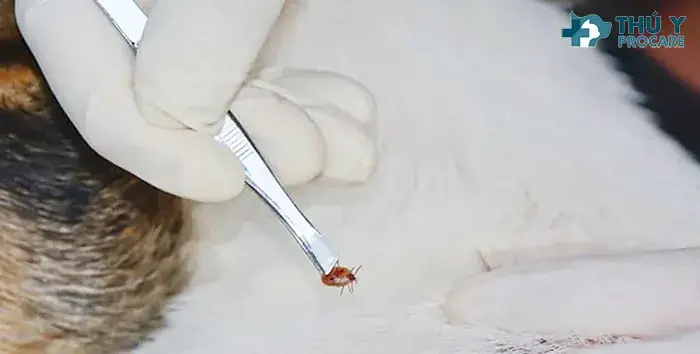 Cách Phòng Ngừa Ve, Bọ Chét Tái Phát