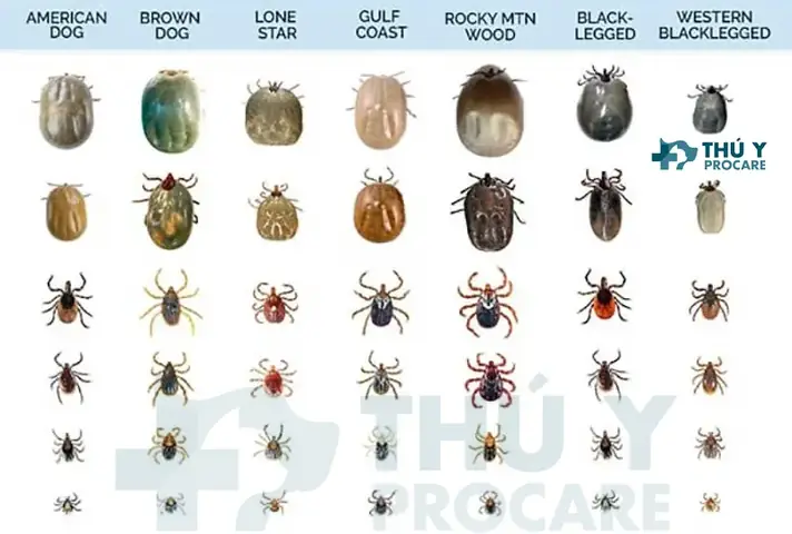 Loại Bỏ Ve, Bọ Chét Trên Cơ Thể Chó Mèo