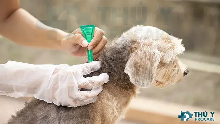 Loại Bỏ Ve, Bọ Chét Trên Cơ Thể Chó Mèo