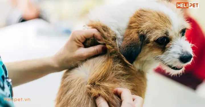 Triệu Chứng Nhận Biết Ve Rận Ở Chó