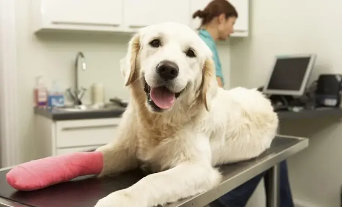 Cách Xử Lý Hiệu Quả Ngay Sau Khi Chó Bị Rắn Cắn