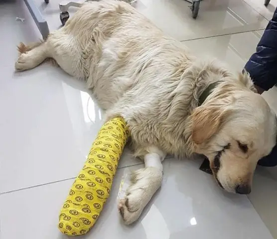 Cách Phòng Ngừa Nguy Cơ Chó Bị Rắn Cắn