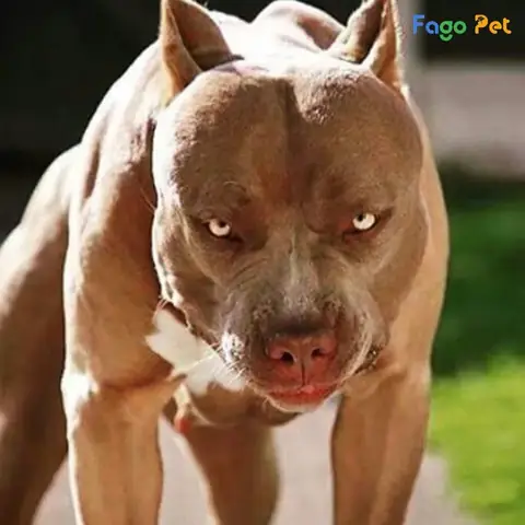 Biểu Hiện Của Sự Hung Dữ Ở Chó Biểu Hiện Của Sự Hung Dữ Ở Chó