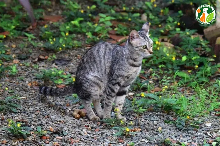 Do Mèo Chưa Biết Cách Sử Dụng Khay Cát
