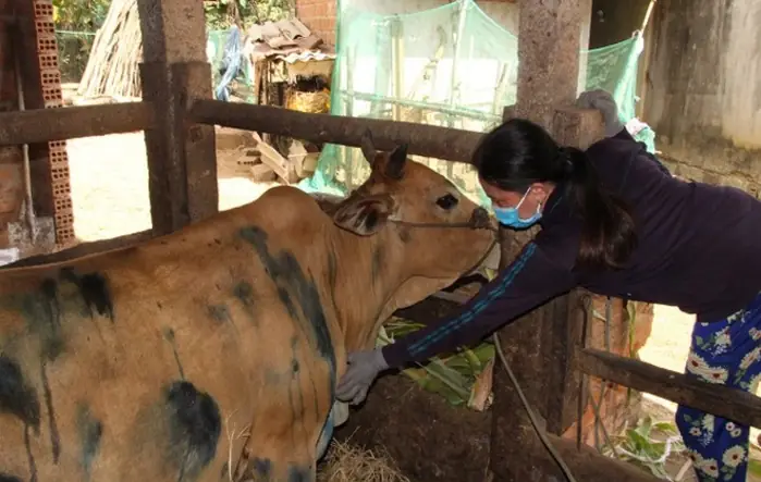 Dòi Xoắn Ở Da Trâu Bò