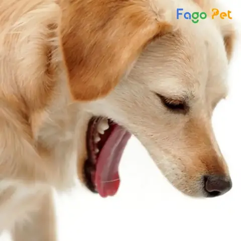 Nguyên Nhân Chó Bị Ho Khạc