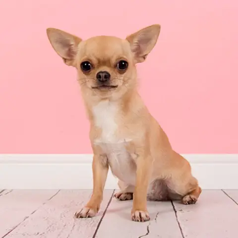 Chế Độ Dinh Dưỡng Và Vệ Sinh