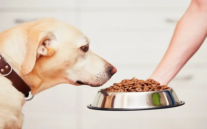 2phương Pháp Tẩy Giun Cho Chó Đúng Cách