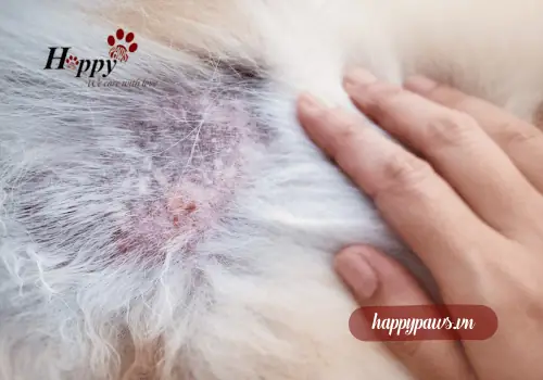 Hiểu Về Viêm Da Ở Chó Hiểu Về Viêm Da Ở Chó