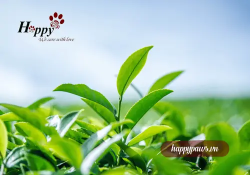 Thành Phần Và Đặc Tính Của Lá Trà Xanh Thành Phần Và Đặc Tính Của Lá Trà Xanh