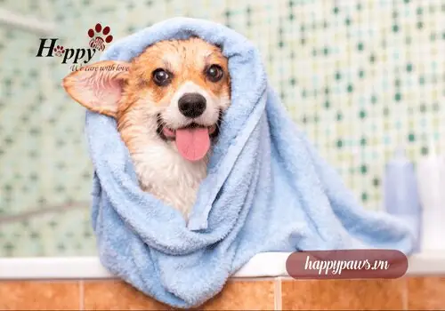 Quy Trình Tắm Lá Trà Xanh Cho Chó Quy Trình Tắm Lá Trà Xanh Cho Chó