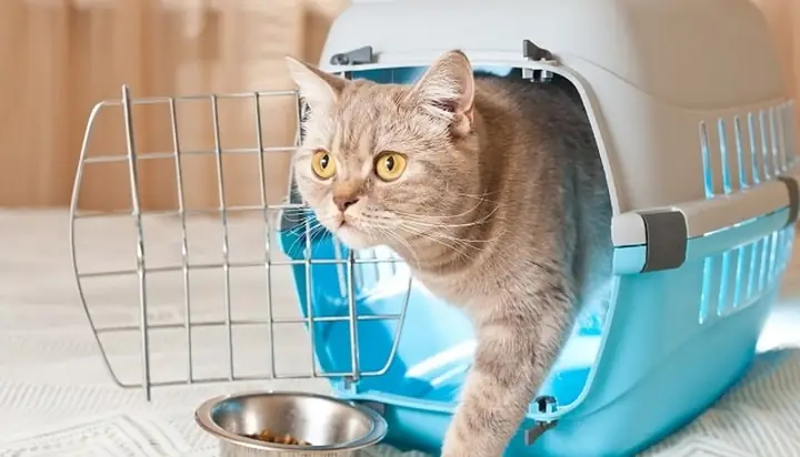 Tìm Hiểu Và Ghi Lại Liên Lạc Của Bác Sĩ Thú Y Để Đưa Chó, Mèo Đi Khám