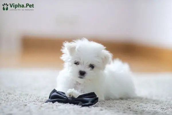 Cách Chăm Sóc Chó Con Mới Đẻ