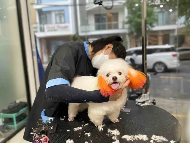 Thời Điểm Thực Hiện Vệ Sinh Tai Cho Chó Poodle