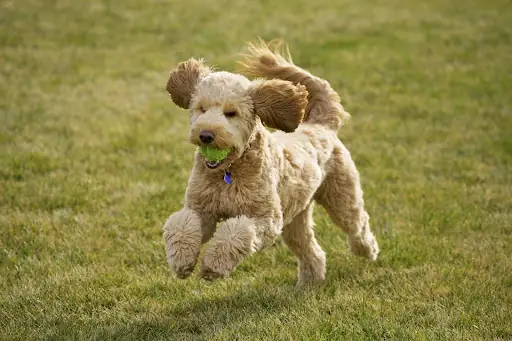 Poodle Là Giống Chó Với Bản Tính Hiếu Động