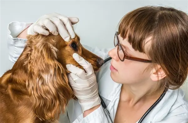 Cách Vệ Sinh Mắt Cho Cún Cưng Hằng Ngày