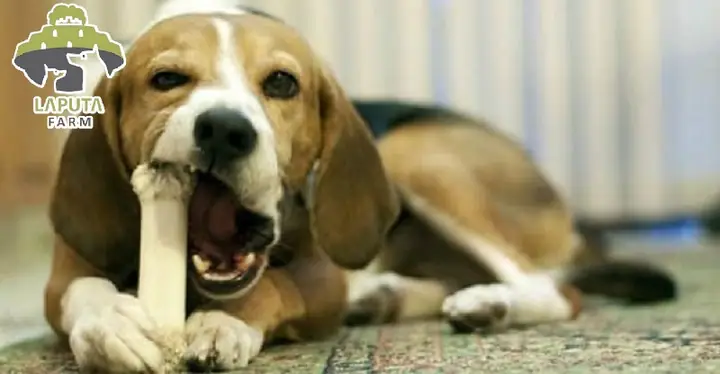 Dùng Xương Hoặc Đồ Chơi Dùng Xương Hoặc Đồ Chơi