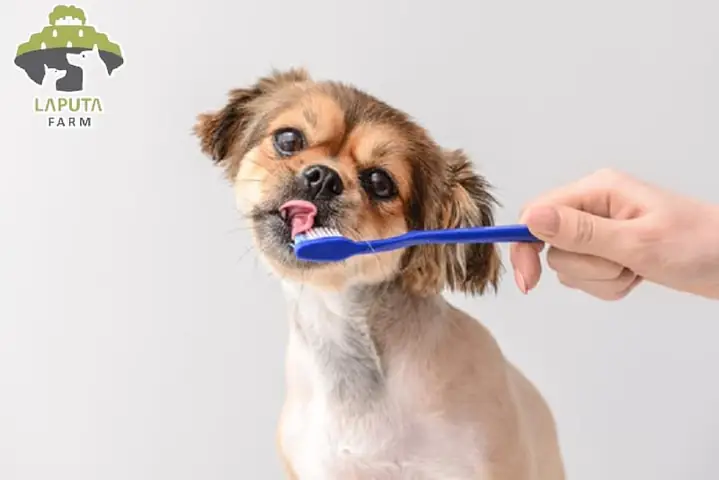 Cho Chó Làm Quen Với Kem Đánh Răng Và Bàn Chải Cho Chó Làm Quen Với Kem Đánh Răng Và Bàn Chải