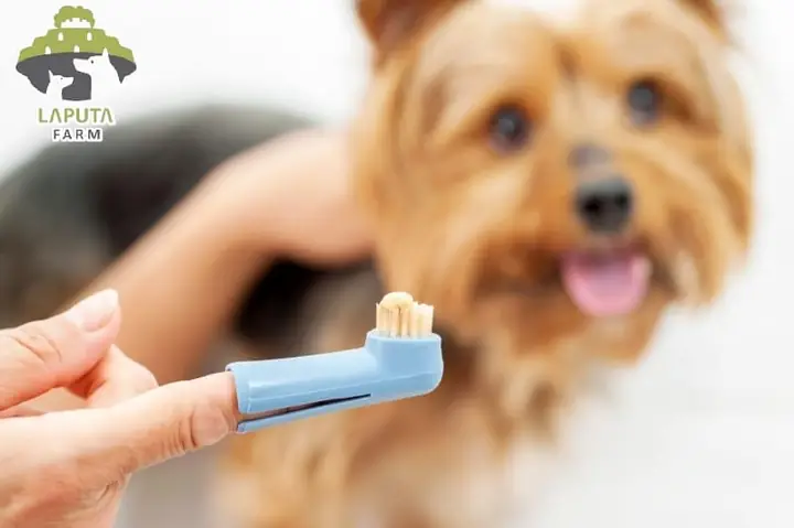 Bàn Chải Đánh Răng Bàn Chải Đánh Răng