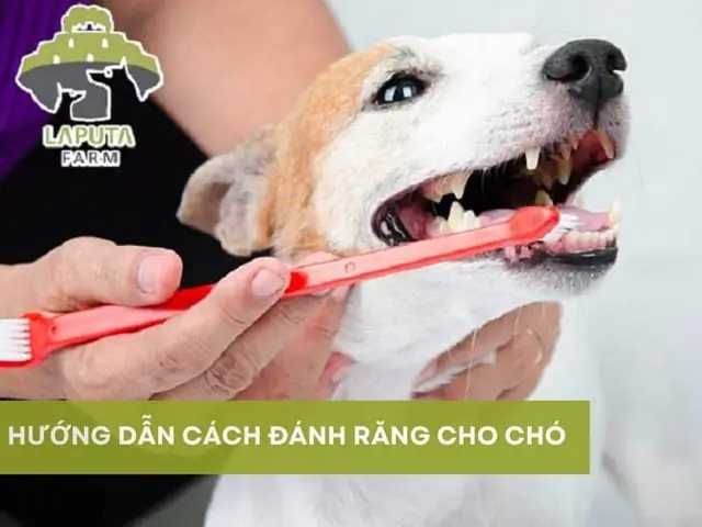 Đánh Răng Cho Chó Đánh Răng Cho Chó