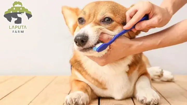 Chải Một Vài Chiếc Răng Trước Chải Một Vài Chiếc Răng Trước