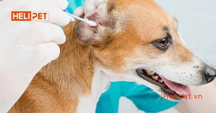 Vệ Sinh Tai Đúng Cách Vệ Sinh Tai Đúng Cách