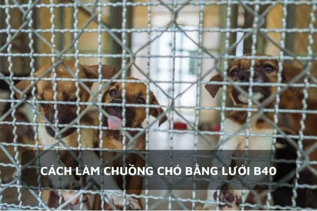 Cách Làm Chuồng Chó Bằng Lưới B40