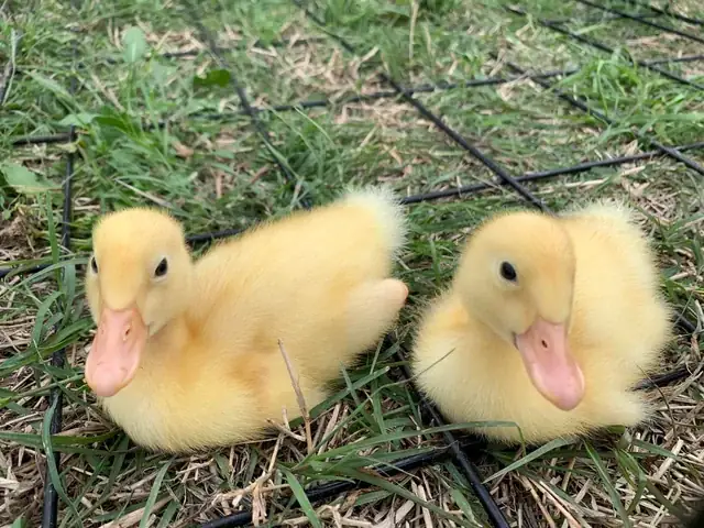 Cách Xem Tướng Chó Săn: Dấu Hiệu Nhận Biết Từ Đầu Đến Chân Cách Xem Tướng Chó Săn: Dấu Hiệu Nhận Biết Từ Đầu Đến Chân