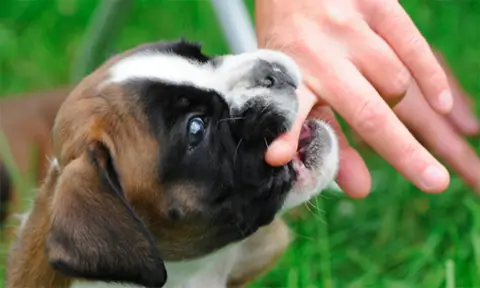 Cách Phòng Ngừa, Xử Lý Khi Bị Chó, Mèo Cắn