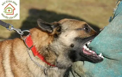 Cách Xử Lý Khi Bị Chó Cắn Tại Nhà