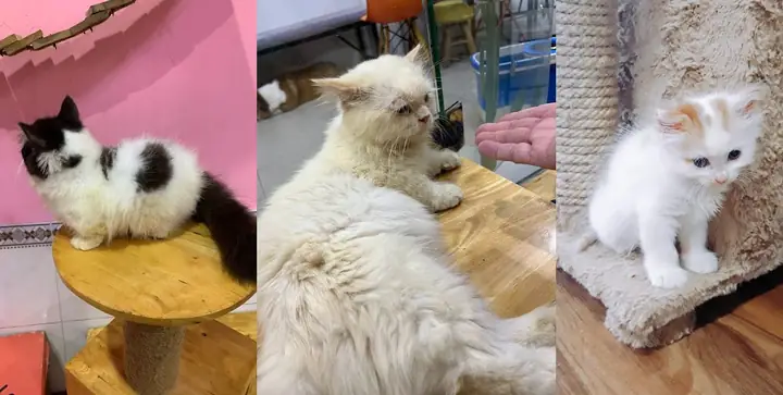 Alaska Coffee – Quán Cafe Thú Cưng Hcm