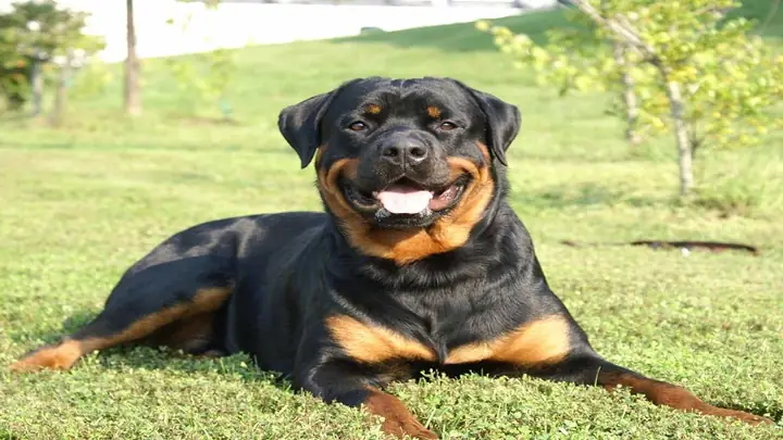 1chó Rottweiler Là Giống Chó Gì?