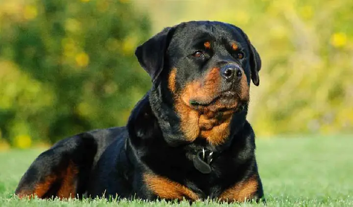 Cách Huấn Luyện Chó Không Ăn Bậy