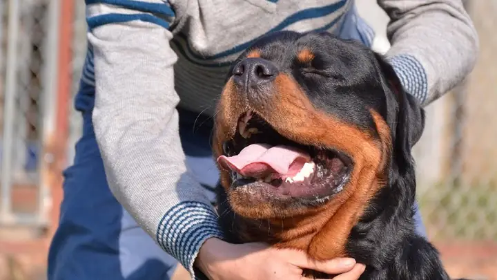 Cách Huấn Luyện Chó Nhặt Đồ Mang Lại