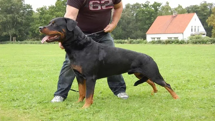 Huấn Luyện Chó Rottweiler Bảo Vệ Chủ Khi Có Lệnh