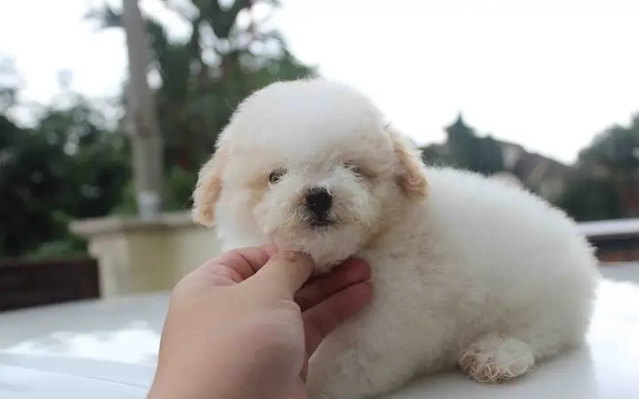 Cách Chăm Sóc & Vệ Sinh Chó Poodle Cách Chăm Sóc & Vệ Sinh Chó Poodle
