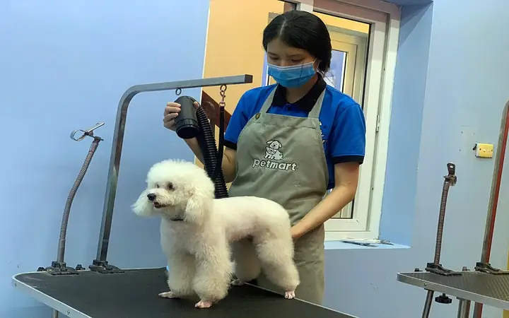 Cách Chăm Sóc & Vệ Sinh Chó Poodle Cách Chăm Sóc & Vệ Sinh Chó Poodle