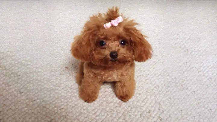 Phân Loại Chó Poodle Phân Loại Chó Poodle