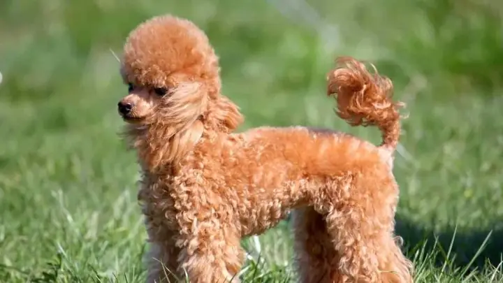 5kinh Nghiệm Mua Chó Poodle 5kinh Nghiệm Mua Chó Poodle