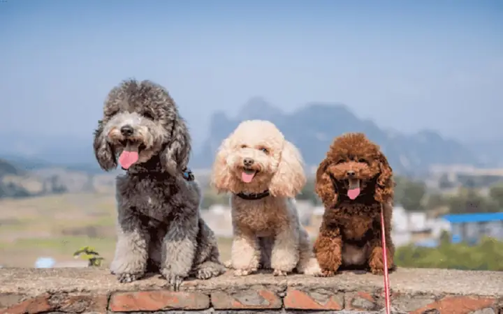 Nguồn Gốc Xuất Xứ Của Chó Poodle Nguồn Gốc Xuất Xứ Của Chó Poodle